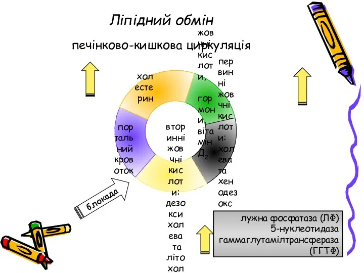 лужна фосфатаза (ЛФ) 5-нуклеотидаза гаммаглутамілтрансфераза (ГГТФ) Ліпідний обмін печінково-кишкова циркуляція блокада