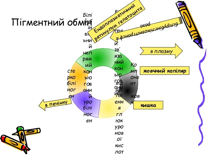 Пігментний обмін Ендоплазматичний ретикулум гепатоцита білірубінглікозилтрансфераза жовчний капіляр в плазму кишка в печінку