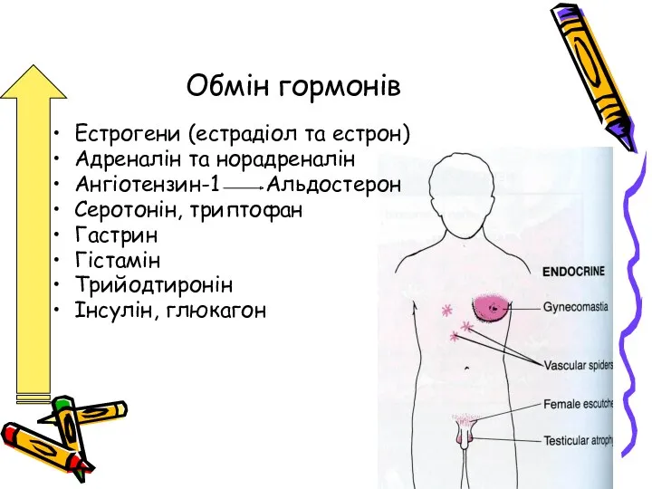 Обмін гормонів Естрогени (естрадіол та естрон) Адреналін та норадреналін Ангіотензин-1