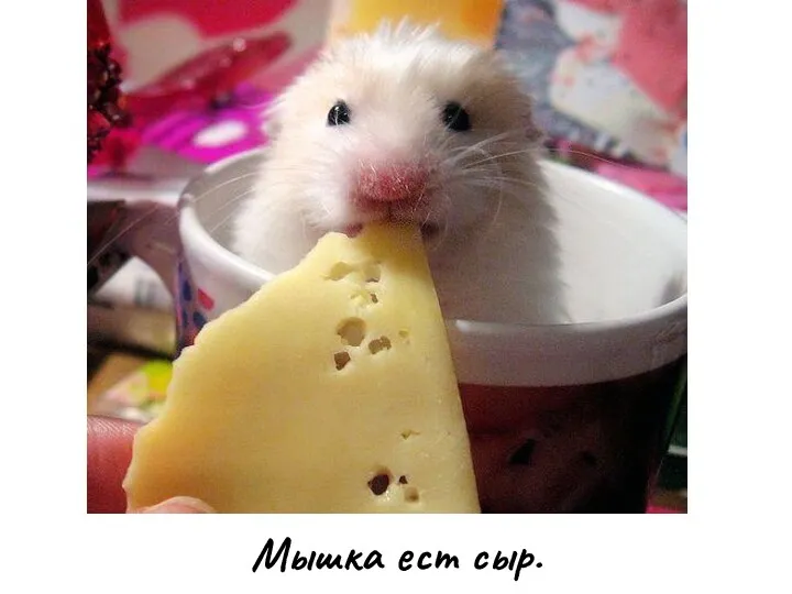 Мышка ест сыр.