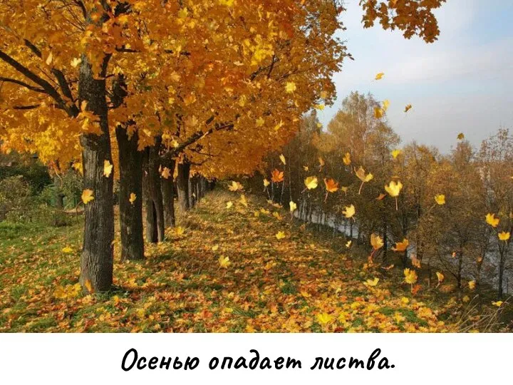 Осенью опадает листва.