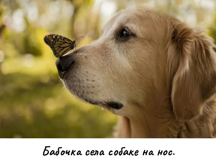 Бабочка села собаке на нос.