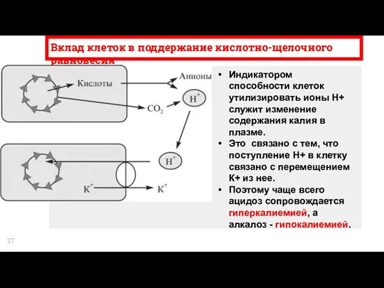 Вклад клеток в поддержание кислотно-щелочного равновесия Индикатором способности клеток утилизировать