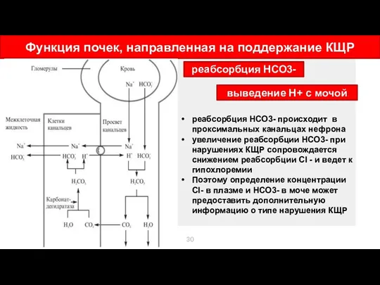 Функция почек, направленная на поддержание КЩР реабсорбция НСО3- происходит в