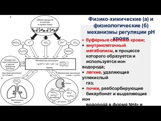 Физико-химические (а) и физиологические (б) механизмы регуляции рН крови •