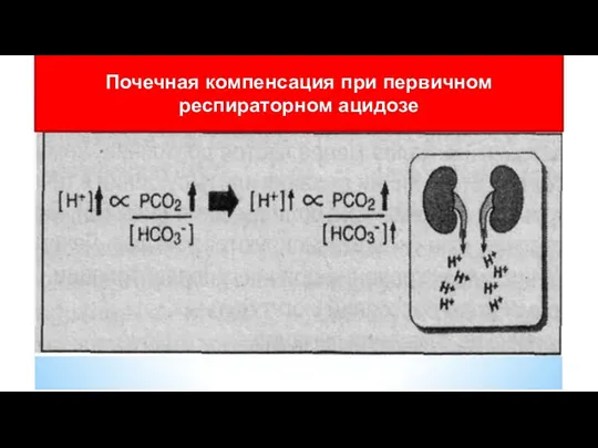 Почечная компенсация при первичном респираторном ацидозе