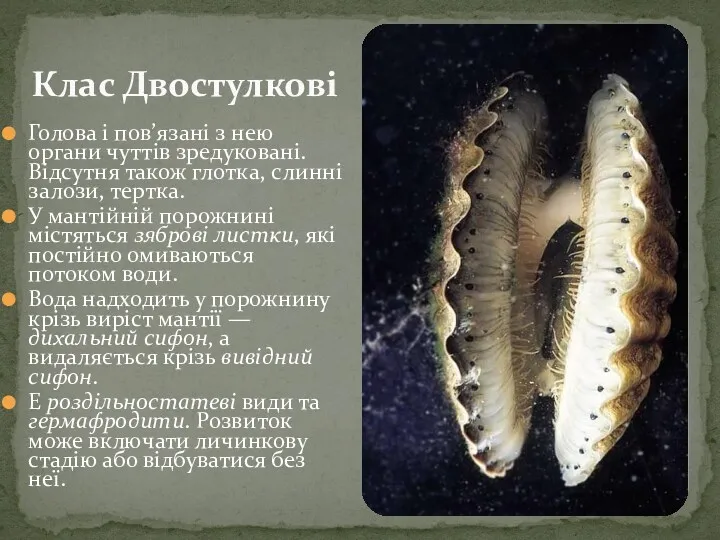 Голова і пов’язані з нею органи чуттів зредуковані. Відсутня також