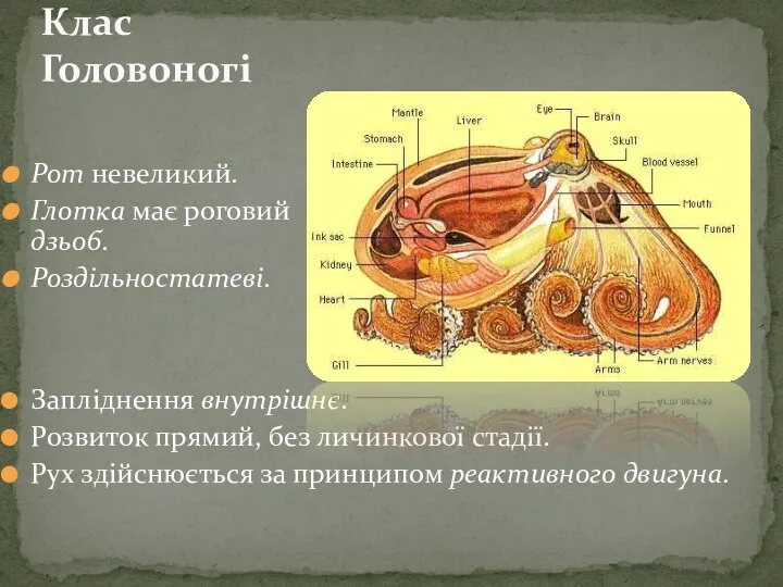 Клас Головоногі Рот невеликий. Глотка має роговий дзьоб. Роздільностатеві. Запліднення