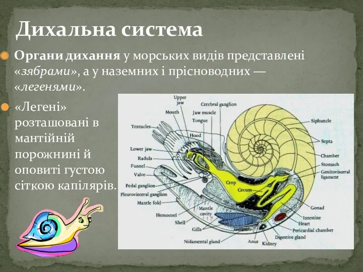 Дихальна система Органи дихання у морських видів представлені «зябрами», а