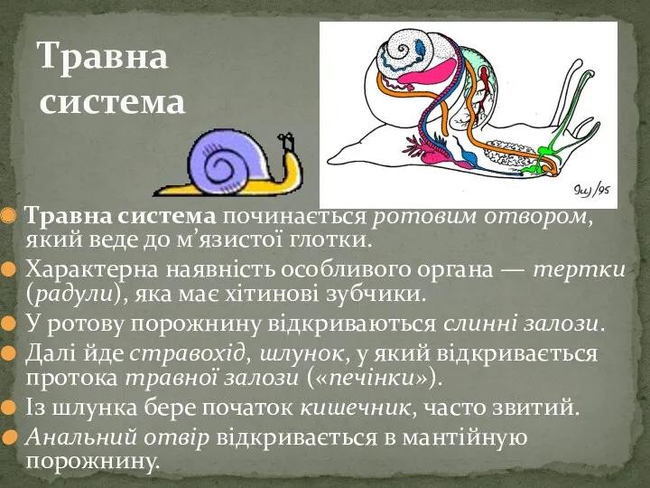 Травна система починається ротовим отвором, який веде до м’язистої глотки.