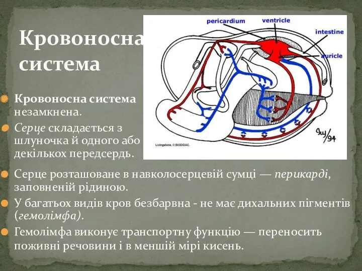 Кровоносна система Кровоносна система незамкнена. Серце складається з шлуночка й