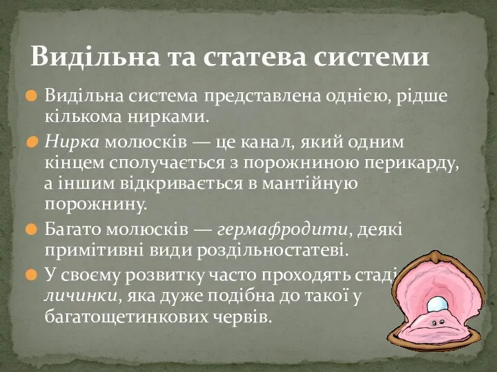 Видільна система представлена однією, рідше кількома нирками. Нирка молюсків —