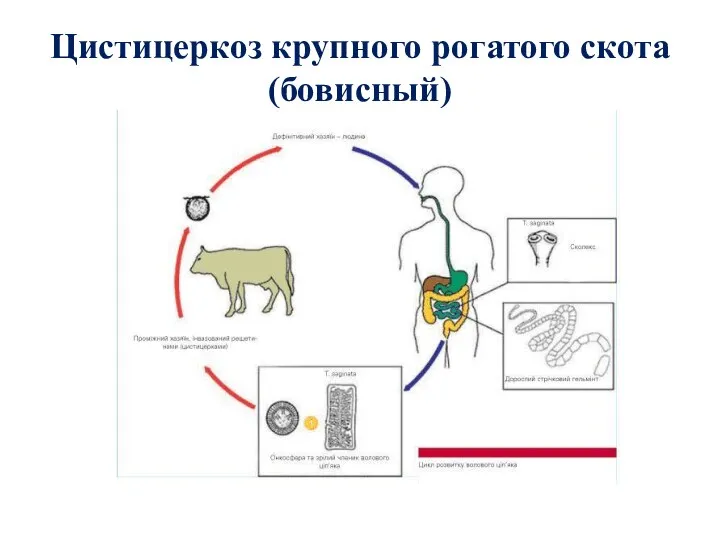 Цистицеркоз крупного рогатого скота (бовисный)