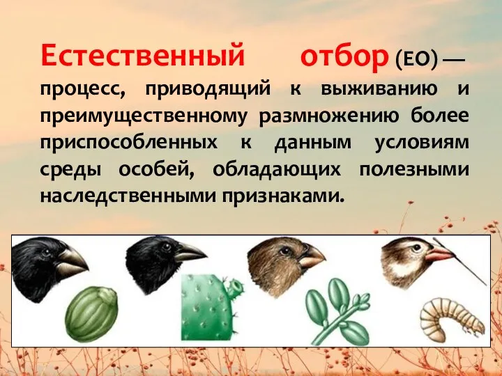 Естественный отбор (ЕО) — процесс, приводящий к выживанию и преимущественному