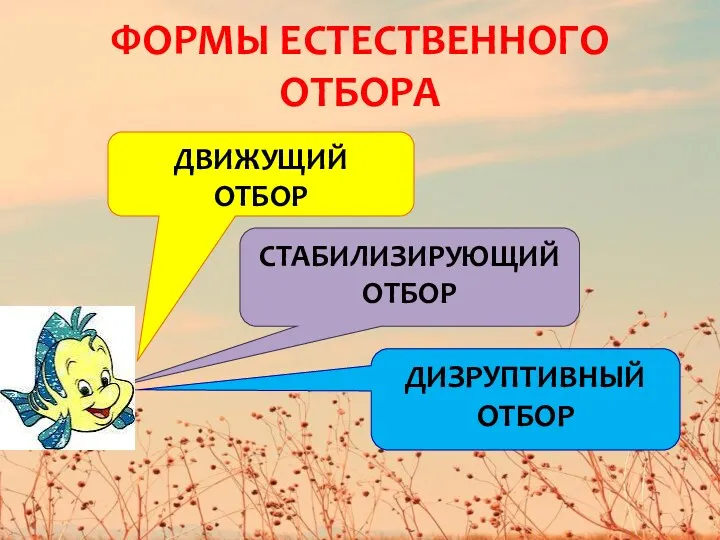 ФОРМЫ ЕСТЕСТВЕННОГО ОТБОРА ДВИЖУЩИЙ ОТБОР СТАБИЛИЗИРУЮЩИЙ ОТБОР ДИЗРУПТИВНЫЙ ОТБОР