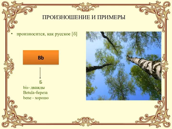 произносится, как русское [б] Bb Б bis- дважды Betula-береза bene - хорошо ПРОИЗНОШЕНИЕ И ПРИМЕРЫ