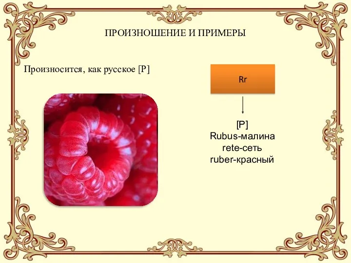 ПРОИЗНОШЕНИЕ И ПРИМЕРЫ Произносится, как русское [Р] Rr [Р] Rubus-малина rete-сеть ruber-красный