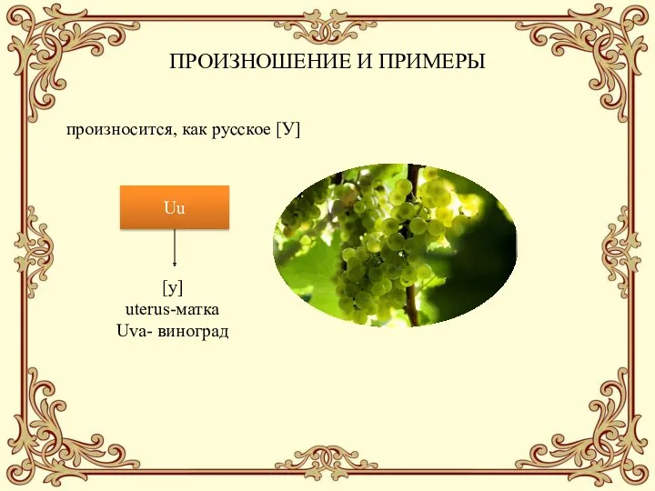 ПРОИЗНОШЕНИЕ И ПРИМЕРЫ произносится, как русское [У] Uu [у] uterus-матка Uva- виноград