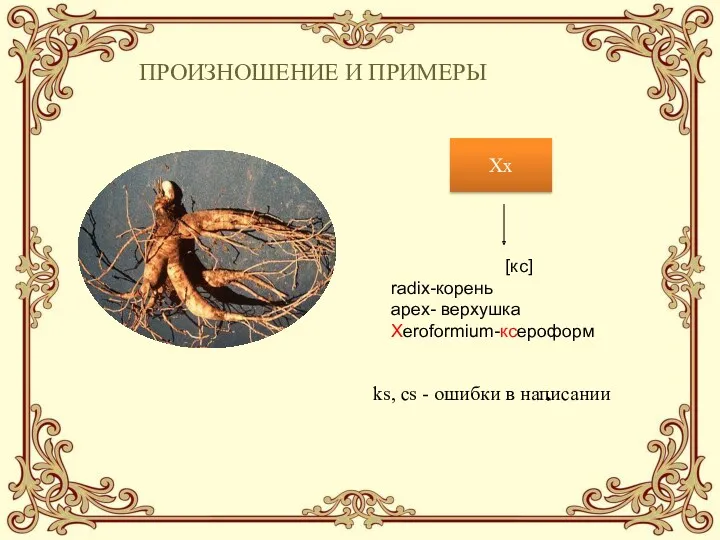 ПРОИЗНОШЕНИЕ И ПРИМЕРЫ Xx [кс] radix-корень apex- верхушка Xeroformium-ксероформ ks, cs - ошибки в написании