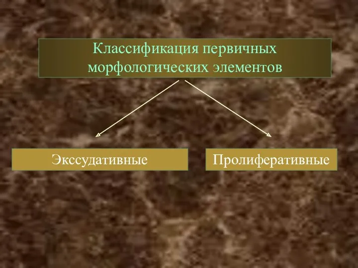 Классификация первичных морфологических элементов Экссудативные Пролиферативные