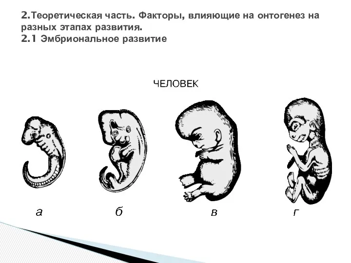 2.Теоретическая часть. Факторы, влияющие на онтогенез на разных этапах развития. 2.1 Эмбриональное развитие