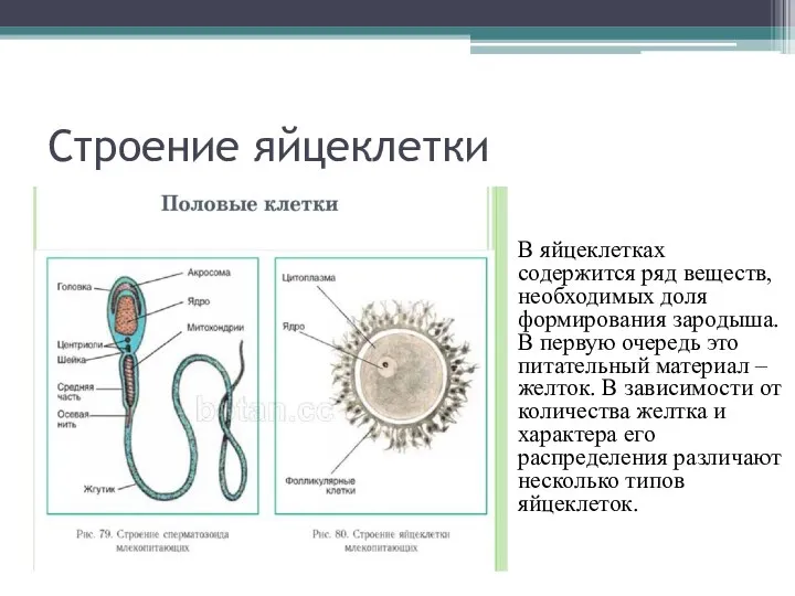 Строение яйцеклетки В яйцеклетках содержится ряд веществ, необходимых доля формирования