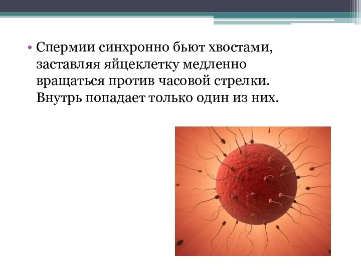 Спермии синхронно бьют хвостами, заставляя яйцеклетку медленно вращаться против часовой