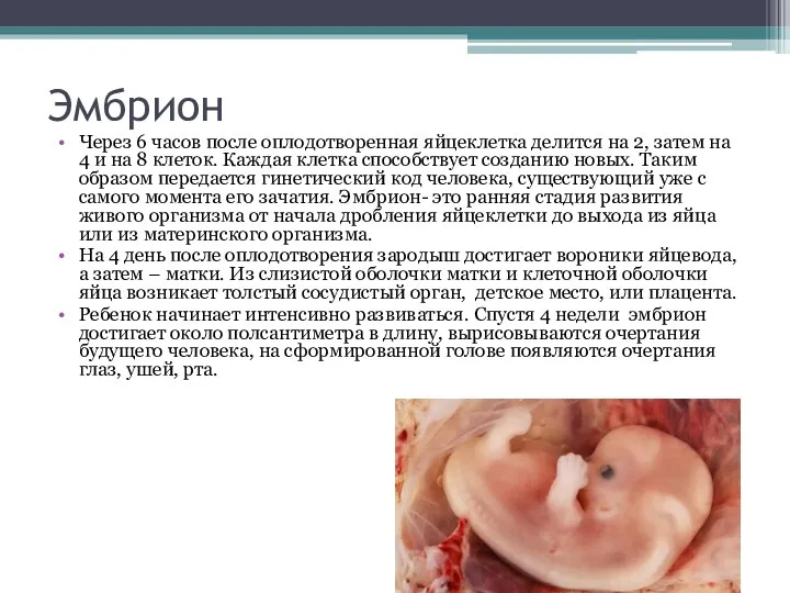 Эмбрион Через 6 часов после оплодотворенная яйцеклетка делится на 2,