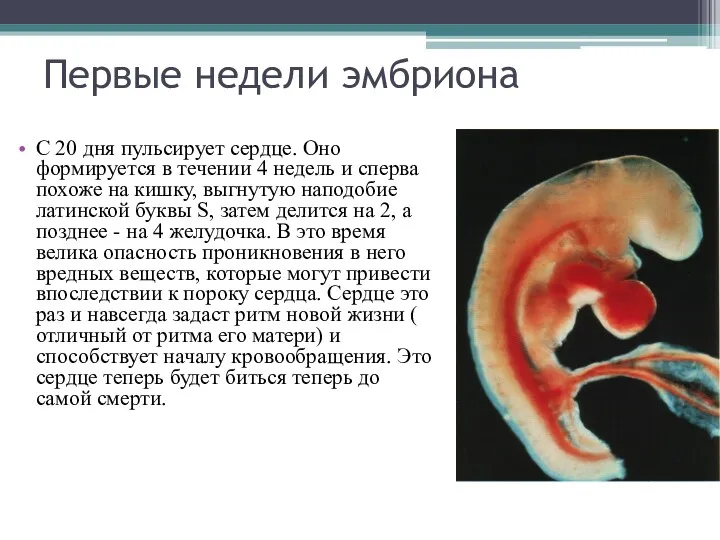 Первые недели эмбриона С 20 дня пульсирует сердце. Оно формируется