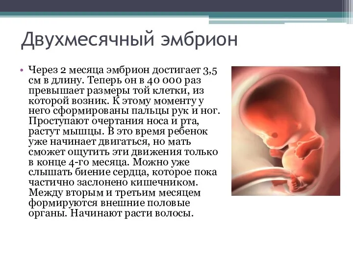 Двухмесячный эмбрион Через 2 месяца эмбрион достигает 3,5 см в