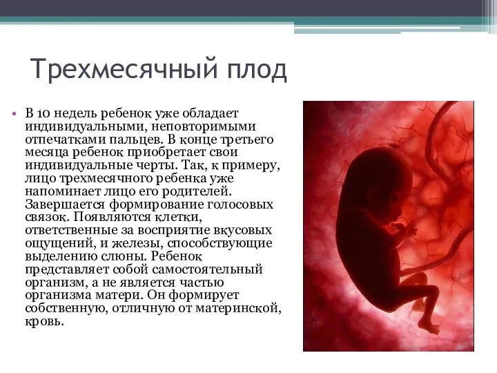 Трехмесячный плод В 10 недель ребенок уже обладает индивидуальными, неповторимыми