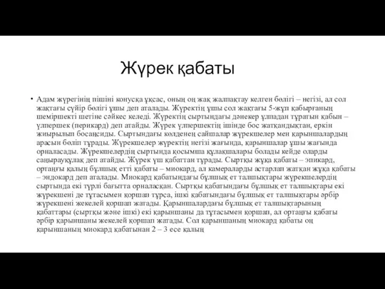 Жүрек қабаты Адам жүрегінің пішіні конусқа ұқсас, оның оң жақ