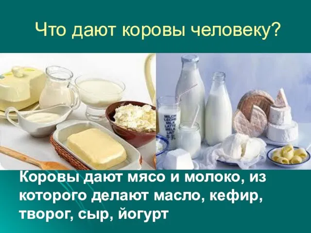 Что дают коровы человеку? Коровы дают мясо и молоко, из