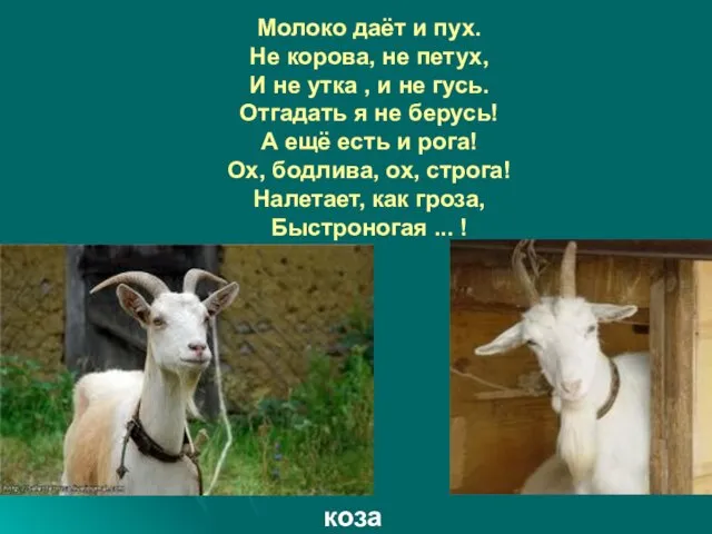 Молоко даёт и пух. Не корова, не петух, И не