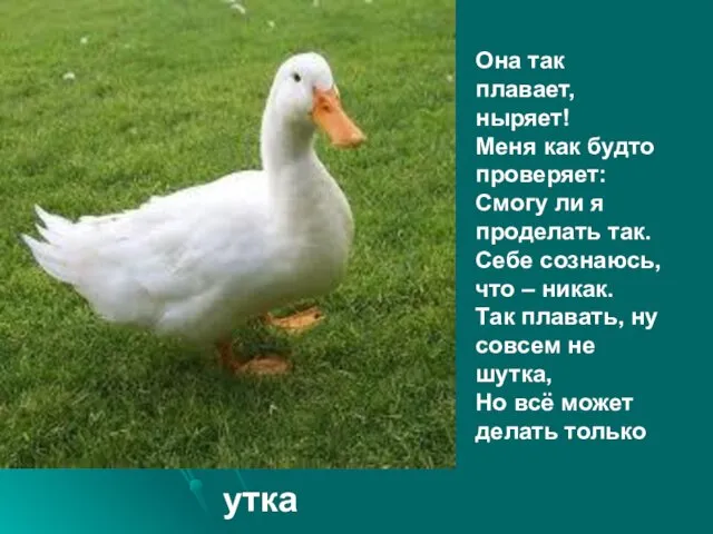 Она так плавает, ныряет! Меня как будто проверяет: Смогу ли