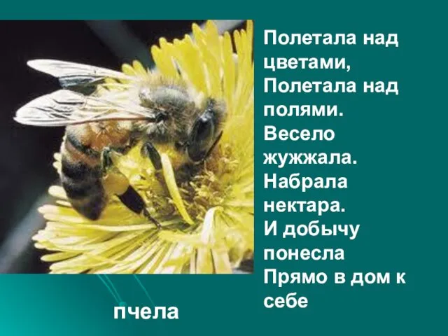 Полетала над цветами, Полетала над полями. Весело жужжала. Набрала нектара.