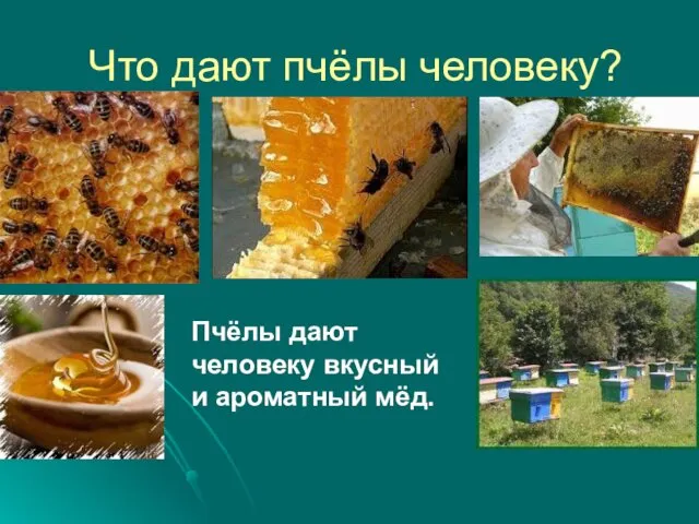 Что дают пчёлы человеку? Пчёлы дают человеку вкусный и ароматный мёд.