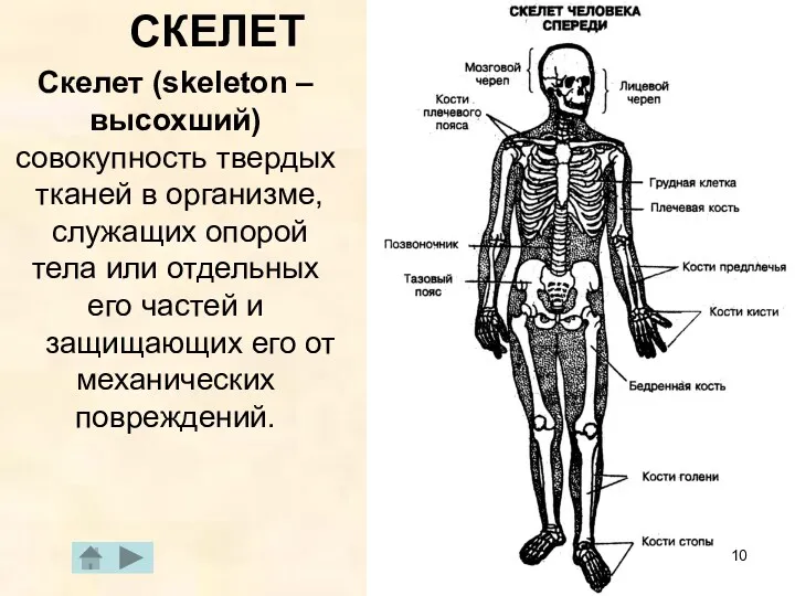 СКЕЛЕТ Скелет (skeleton – высохший) совокупность твердых тканей в организме, служащих опорой тела