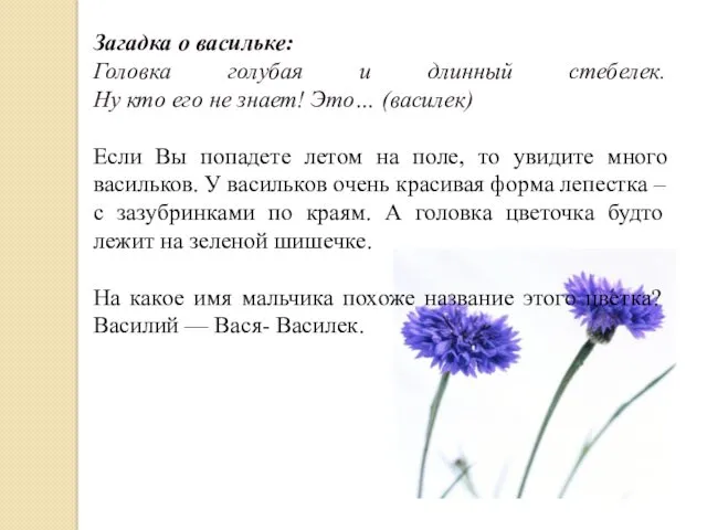 Загадка о васильке: Головка голубая и длинный стебелек. Ну кто