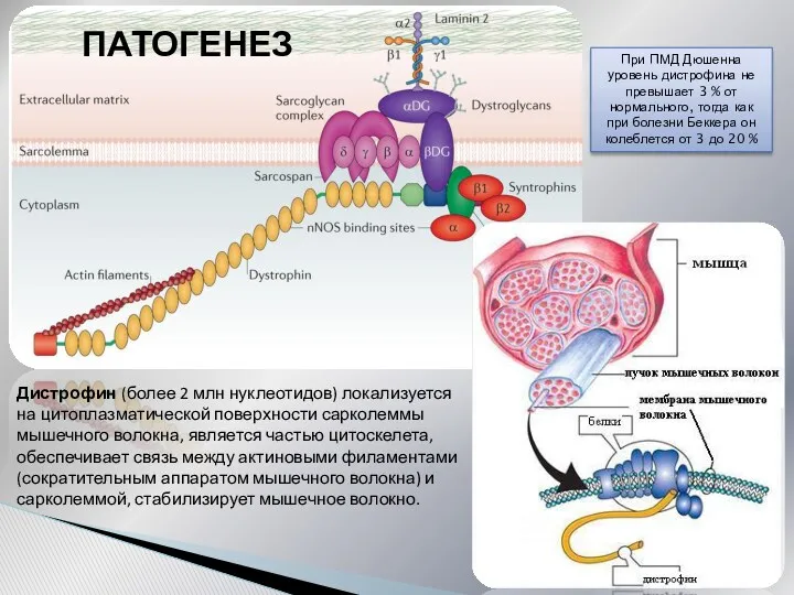 Дистрофин (более 2 млн нуклеотидов) локализуется на цитоплазматической поверхности сарколеммы мышечного волокна, является