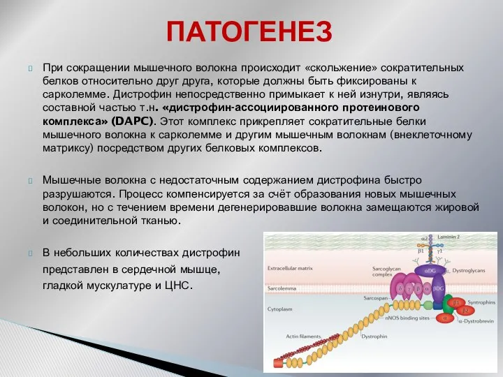 При сокращении мышечного волокна происходит «скольжение» сократительных белков относительно друг