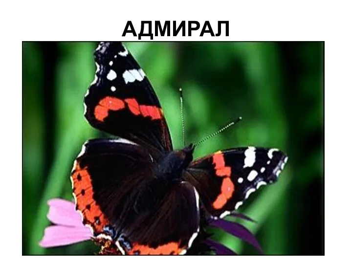 АДМИРАЛ