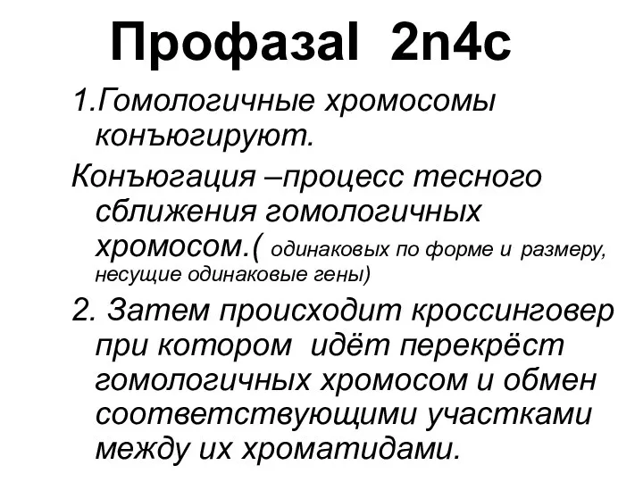 ПрофазаI 2n4c 1.Гомологичные хромосомы конъюгируют. Конъюгация –процесс тесного сближения гомологичных