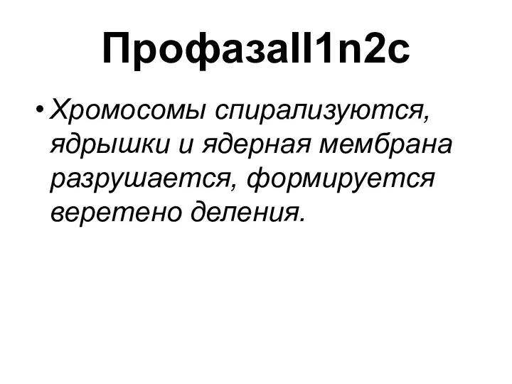 ПрофазаII1n2c Хромосомы спирализуются, ядрышки и ядерная мембрана разрушается, формируется веретено деления.