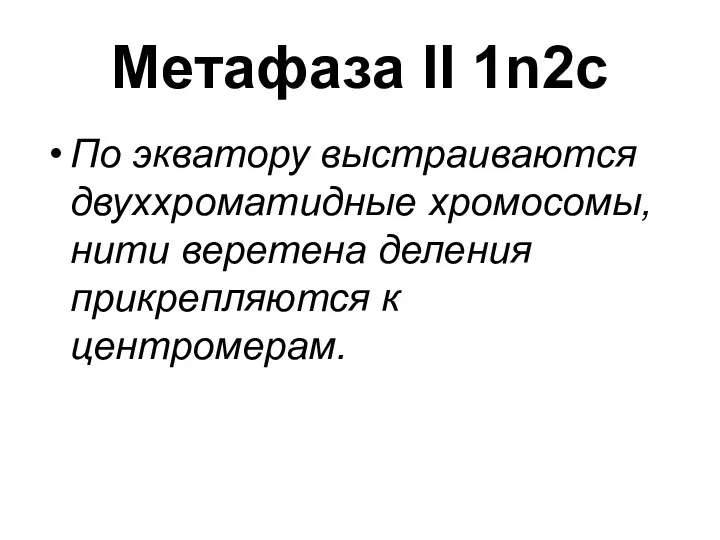 Метафаза II 1n2c По экватору выстраиваются двуххроматидные хромосомы, нити веретена деления прикрепляются к центромерам.