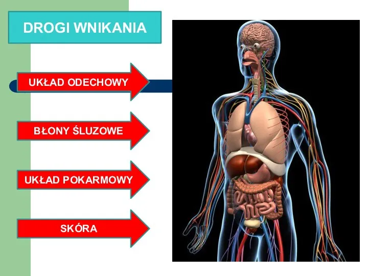 DROGI WNIKANIA UKŁAD ODECHOWY BŁONY ŚLUZOWE UKŁAD POKARMOWY SKÓRA