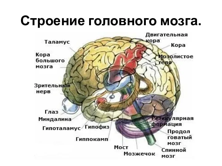 Строение головного мозга.