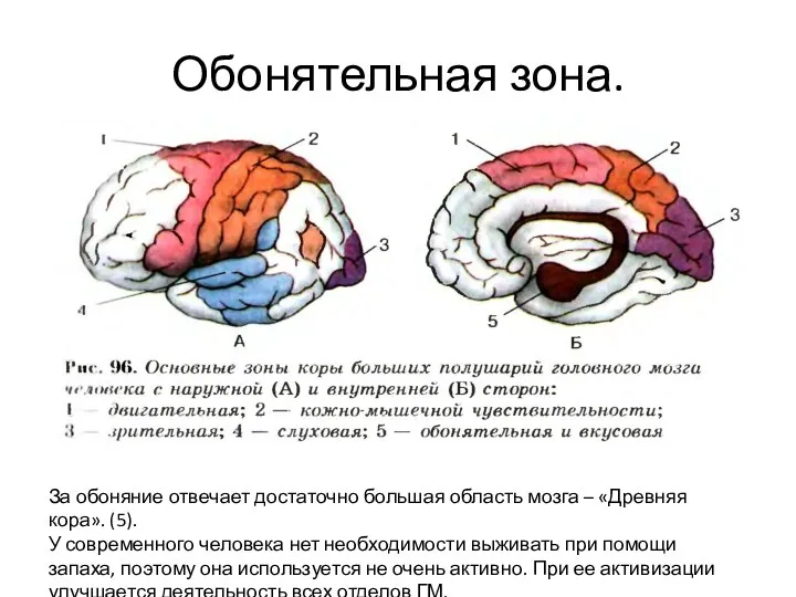 Обонятельная зона. За обоняние отвечает достаточно большая область мозга – «Древняя кора». (5).