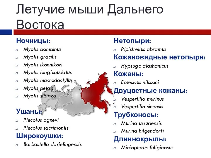 Летучие мыши Дальнего Востока Ночницы: Myotis bombinus Myotis gracilis Myotis