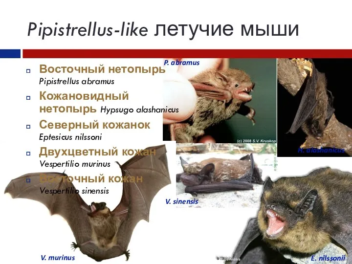 Pipistrellus-like летучие мыши Восточный нетопырь Pipistrellus abramus Кожановидный нетопырь Hypsugo